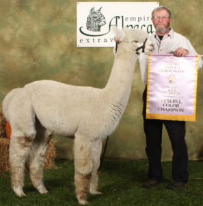 Snowshoe Aristides at Empire Alpaca Extravaganza 2010