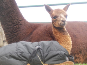new alpaca cria from Snowshoe Farm