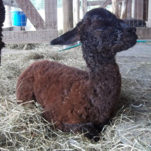 newborn alpaca cria at snowshoe farm