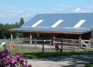 alpaca barn at snowshoe farm