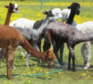 alpacas at snowshoe farm