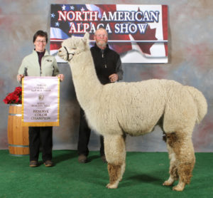 snowshoe aristides, champion alpaca