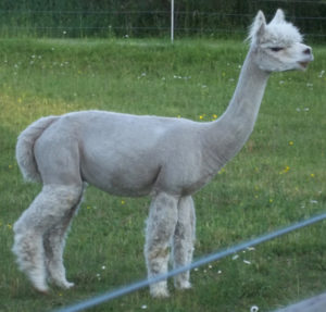 alberta clipper, full peruvian alpaca herdsire