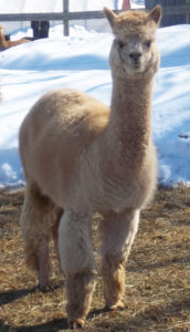 female alpaca on sale at snowshoe farm alpacas in vermont