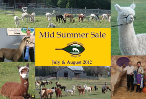 Mid-Summer Alpaca Sale at Snowshoe Farm in Peacham, Vermont