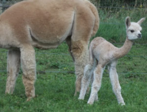 alpaca cria for sale at snowshoe farm