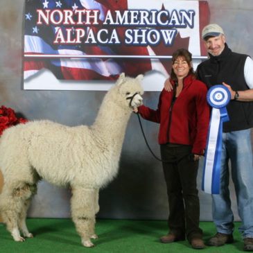 female alpaca on sale from snowshoe farm alpacas