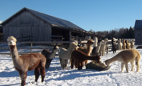 snowshoe farm alpacas, peacham, vermont