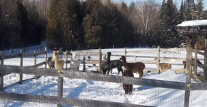 alpacas venturing out into new snow at snowshoe farm