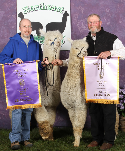 snowshoe farm alpacas - champion males