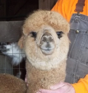 alpaca from snowshoe farm