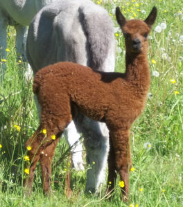 alpaca cria from snowshoe farm, peacham, vt