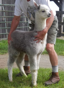 silver gray male alpaca cria from snowshoe farm 