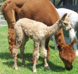 alpaca cria from snowshoe farm