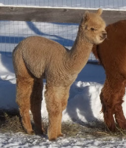 male alpaca from snowshoe farm