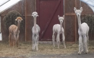 freshly shorn alpacas at snowshoe farm