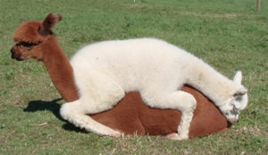 alpaca breeding at snowshoe farm