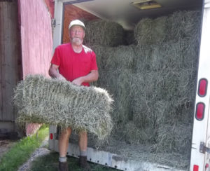 hay for feeding alpacas at snowshoe farm, peacham, vermont