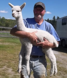 baby alpaca from snowshoe farm, peacham, vermont