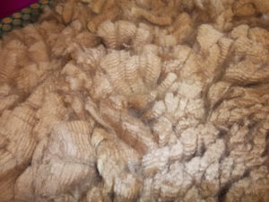 alpaca fleece from snowshoe farm