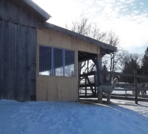 closing in overhang on alpaca barn at snowshoe farm