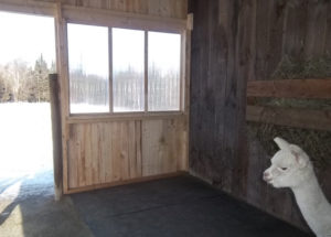 inside the newly-enclosed overhang in the alpaca barn at snowshoe farm