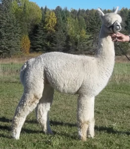 Snowshoe ammonoosuc, male alpaca from Snowshoe Farm