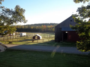 fall is coming to snowshoe farm alpacas