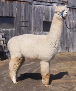 alpaca herdsire from snowshoe farm