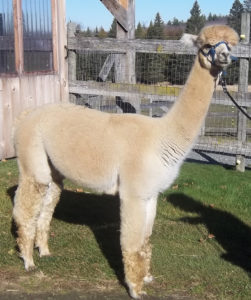 proven female alpaca for sale from snowshoe farm