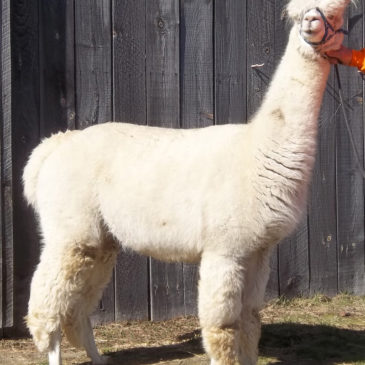 Proven female alpaca on sale
