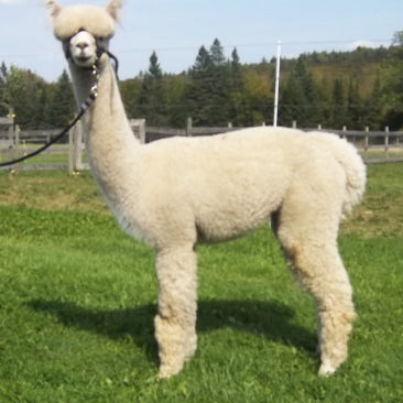 bred female alpaca fro sale from Snowshoe Farm, Peacham, VT