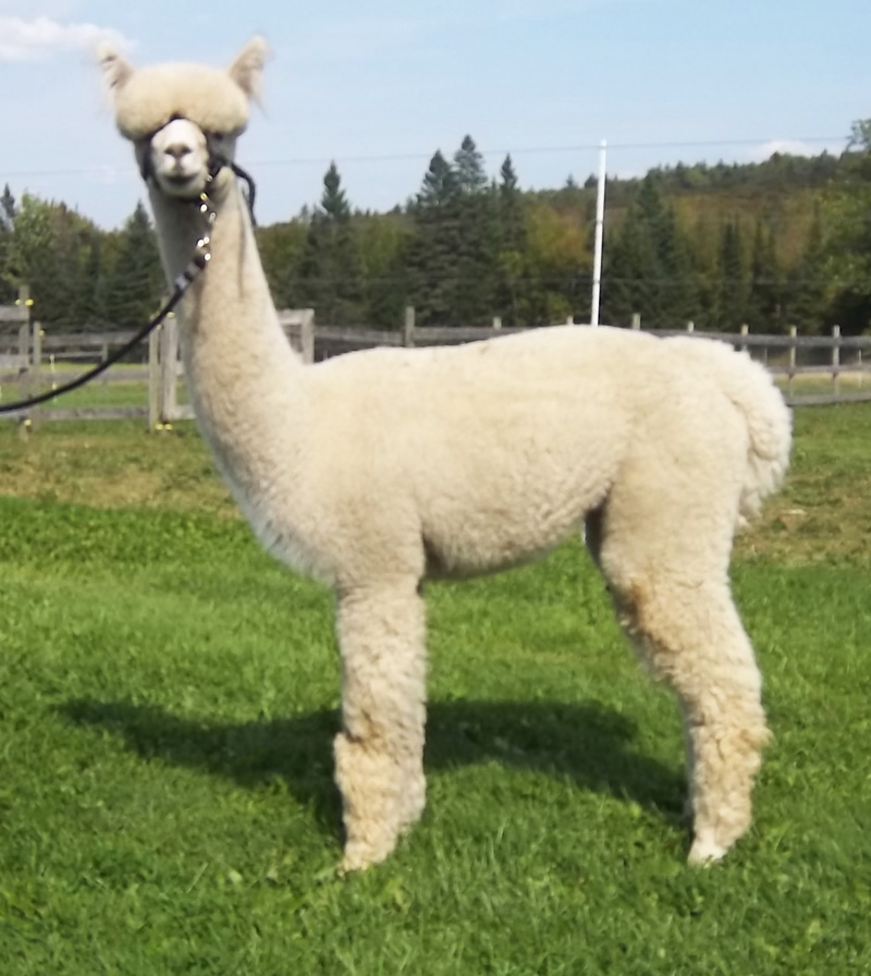 bred female alpaca fro sale from Snowshoe Farm, Peacham, VT