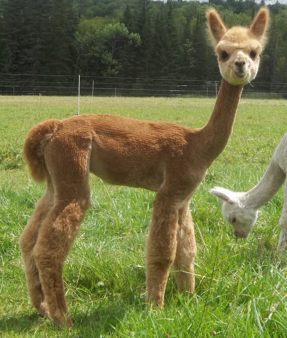Female alpaca for sale by Snowshoe Farm, Peacham VT