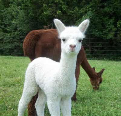 female alpaca with cria from Snowshoe Farm, Peacham, VT