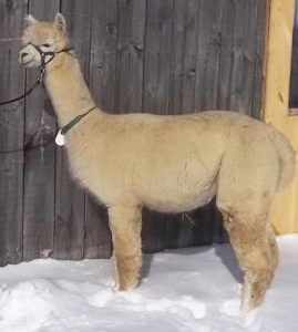 female alpaca for sale by Snowshoe Farm