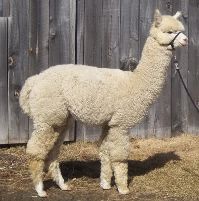 Male alpaca for sale by Snowshoe Farm, Peacham, VT