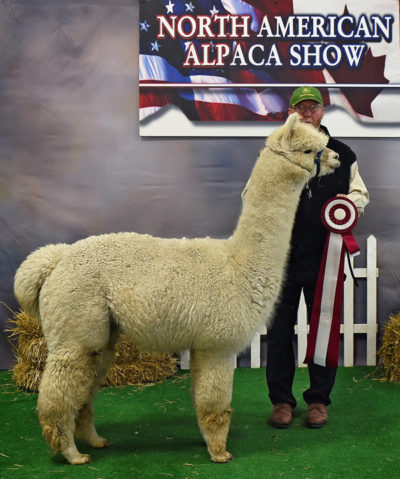 Alpaca herdsire from Snowshoe Farm, Peacham, VT