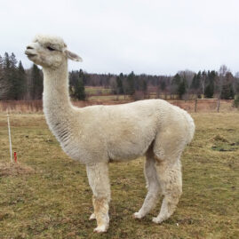 Cari, female alpaca for sale by Snowshoe Farm Alpacas, Peacham Vermont