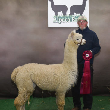female alpaca for sale by Snowshoe Farm, Peacham, VT