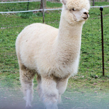 Female alpaca for sale by Snowshoe Farm, Peacham, VT