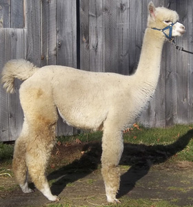 bred female alpaca for sale by Snowshoe Farm, Peacham, Vermont