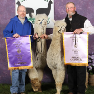 Champion male alpacas, Snowshoe Aristides and Snowshoe Astraios