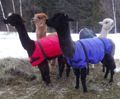 alpacas in coats