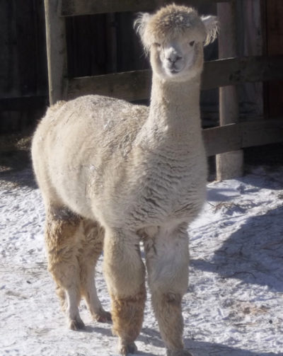 alpaca gedling from Snowshoe Farm, Peacham, Vermont