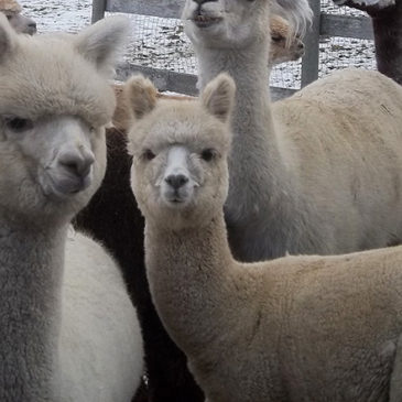 alpacas from snowshoe farm, peacham, vt