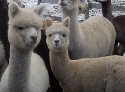 alpacas from snowshoe farm, peacham, vt