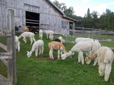 Snowshoe Farm Alpacas., Peacham, Vermont