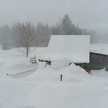Snowy day at Snowshoe Farm Alpacas, Peacham Vermont