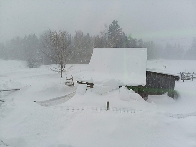 Snowy day at Snowshoe Farm Alpacas, Peacham Vermont